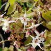 Горянка белая (Epimedium grandiflorum White) © blumgarden.ru