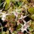 Горянка белая (Epimedium grandiflorum White) © blumgarden.ru
