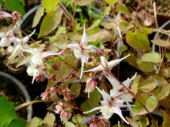 Горянка крупноцветковая белая (Epimedium grandiflorum White)