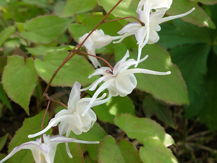 Горянка крупноцветковая белая (Epimedium grandiflorum White)