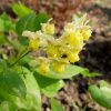 Горянка разноцветная Сульфуреум © blumgarden.ru