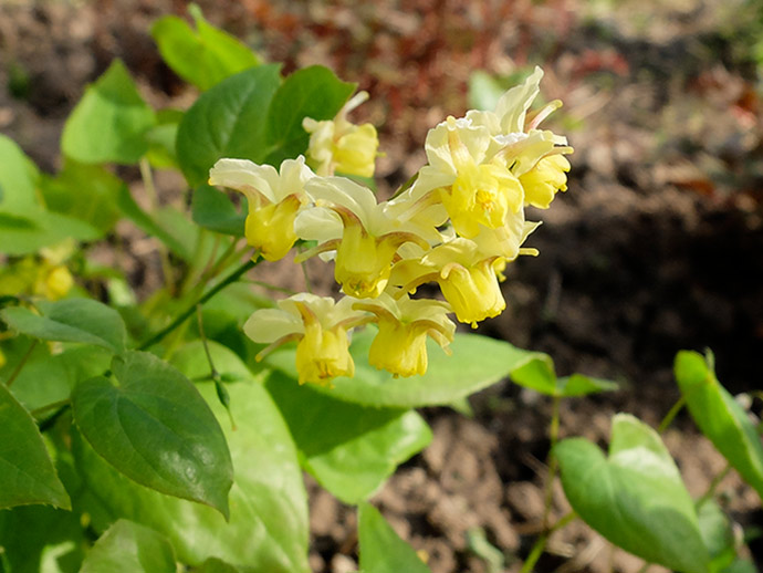 Горянка разноцветная (Epimedium x versicolor var. sulphureum)