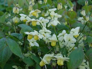 Горянка разноцветная (Epimedium X Versicolor Var. Sulphureum)