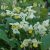 Горянка разноцветная (Epimedium x versicolor var. sulphureum) © blumgarden.ru