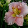 Лилейник розовый Элегант Кэнди © blumgarden.ru