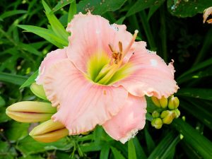 Лилейник «Элегант Кэнди» (Hemerocallis Elegant Candy)