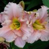 Лилейник Элегант Кэнди (Elegant Candy) © blumgarden.ru