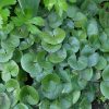 Копытень почвопокровное растение © blumgarden.ru