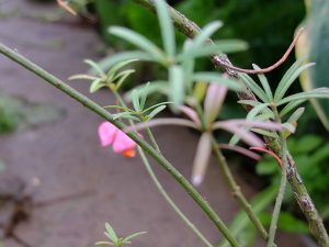 Бересклет карликовый (Euonymus Nana)