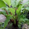 Хоста Valleys Red Scorpion (Вэллис Ред Скорпион) © blumgarden.ru