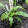 Хоста Valleys Red Scorpion (Вэллис Ред Скорпион) © blumgarden.ru