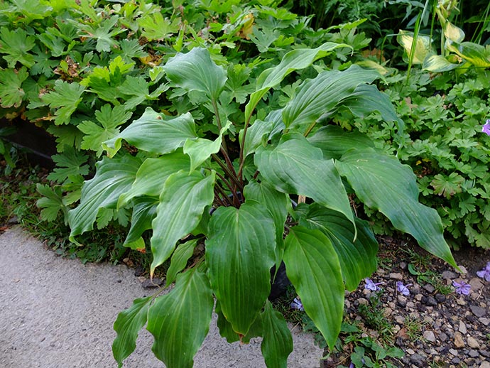 Хоста «Вэллис Ред Скорпион» (Hosta Valley’s Red Scorpion)