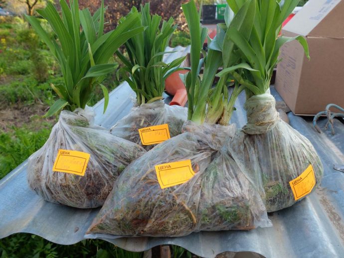 Корни лилейников для посадки упакованы в мох сфагнум © blumgarden.ru