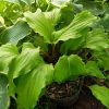 Хоста Valleys Red Scorpion (Вэллис Ред Скорпион) © blumgarden.ru