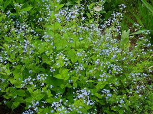 Бруннера крупнолистная Langtrees цветущий куст © Blumgarden.ru