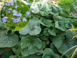 Бруннера крупнолистная «Лэнгтриз» (Brunnera Macrophylla Langtrees)