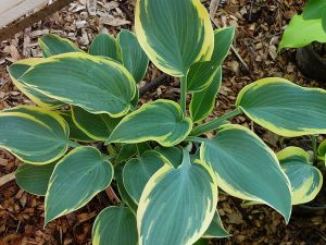 Хоста «Фёст Фрост», «Первый Мороз» (Hosta First Frost)