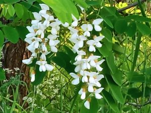 Белая акация, Робиния лжеакация (Robinia Pseudoacacia)