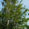 Цветущая белая акация справа от березы © blumgarden.ru