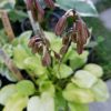 Хоста Amber Tiara - куст с семенами © blumgarden.ru