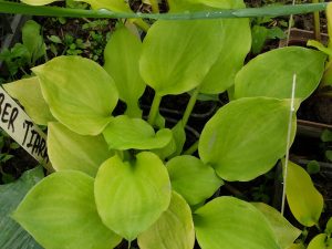 Хоста «Амбер Тиара» (Hosta Amber Tiara)