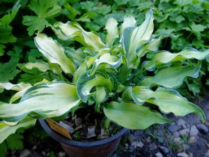 Хоста «Гравити Рокс» (Hosta Gravity Rocks)