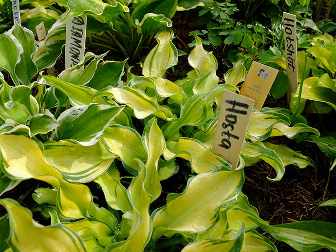 Хоста Gravity Rocks на солнечном участке © blumgarden.ru