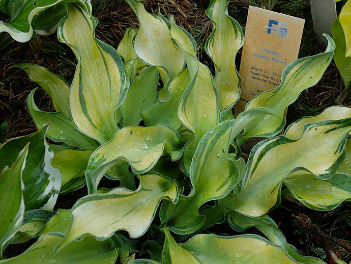 Хоста «Гравити Рокс» © blumgarden.ru