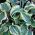 Хоста «Мини Скирт» (Hosta Mini Scirt) саженец в горшке © blumgarden.ru