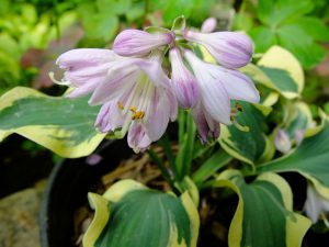 Цветущая хоста «Мини Скирт» (Hosta Mini Scirt) © Blumgarden.ru