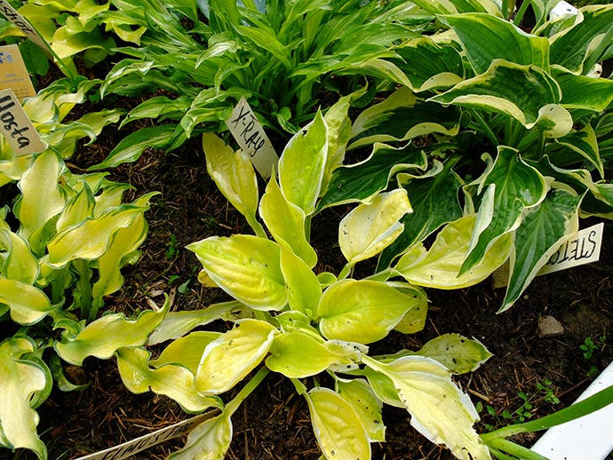 Ярко-желтая хоста 'Saint Elmo's Fire' © blumgarden.ru