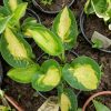 Хоста Варвик комета (Hosta Warwick Comet) © blumgarden.ru