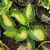Хоста Варвик комета (Hosta Warwick Comet) © blumgarden.ru