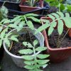 Оноклея чувствительная (Onoclea sensibilis) © blumgarden.ru