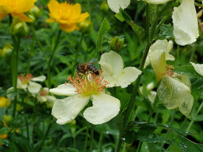 Пчела на цветке зверобоя большого © blumgarden.ru