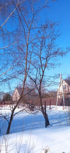 Деревья робинии в зимой © blumgarden.ru