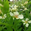 Зверобой большой цветет © blumgarden.ru