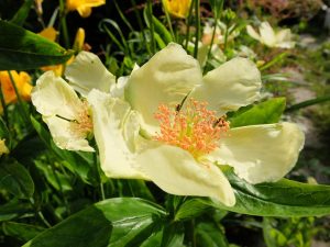 Зверобой большой (Hypericum Ascyron)