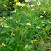 Куст зверобоя большого © blumgarden.ru