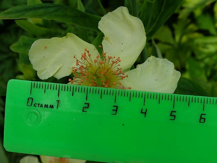 Зверобой большой размер цветка © blumgarden.ru