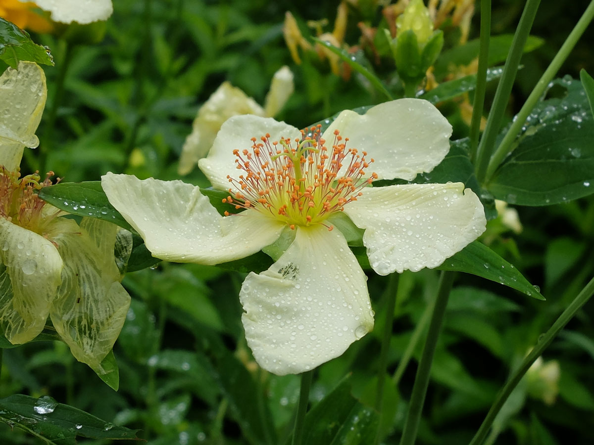 Зверобой большой (Hypericum ascyron)