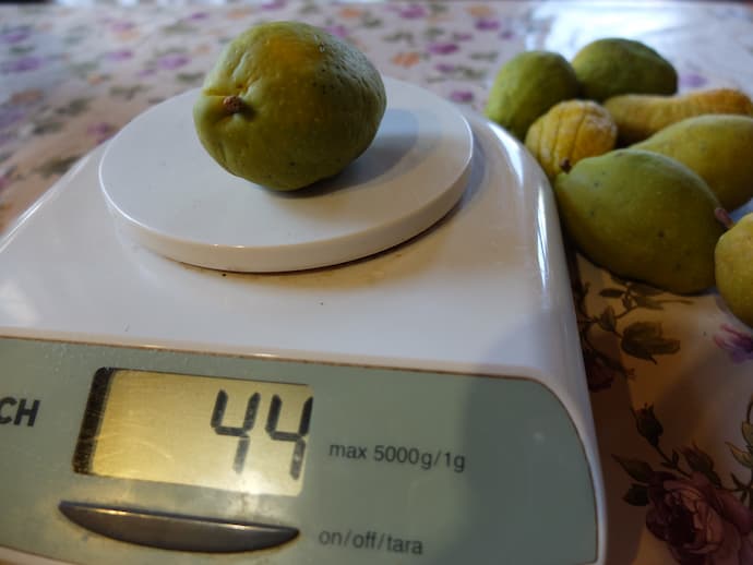 Плод айвы японской хеномелес на весах — вес 44 грамма, зелёные плоды Chaenomeles japonica крупным планом