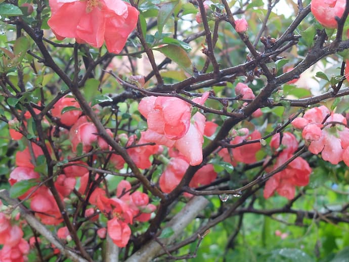 Айва японская розовая в цвету под дождём — ветки с колючками и розово-коралловыми цветками хеномелес, Подмосковье © blumgarden.ru