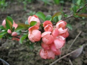 Айва японская розовая (Chaenomeles Japonica) — саженец из Подмосковья