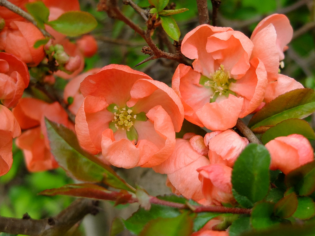 Айва японская розовая (Chaenomeles japonica)