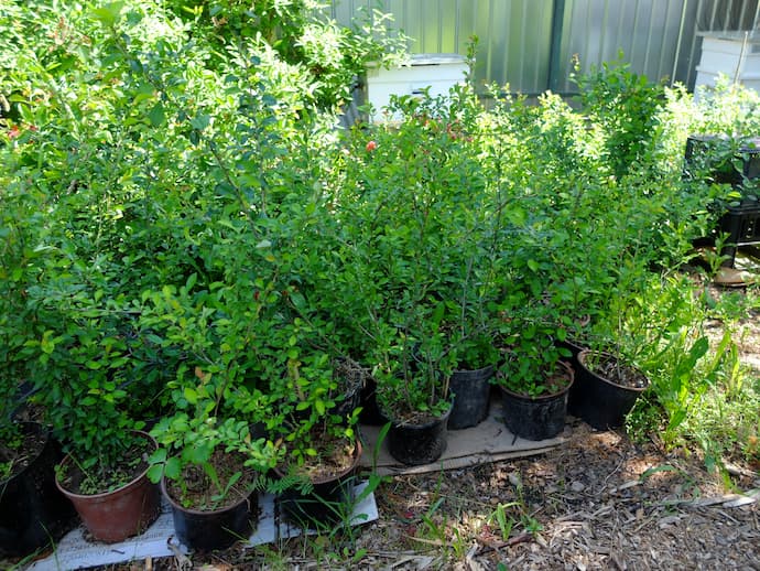 Саженцы айвы японской хеномелес в горшках в питомнике Blumgarden — партия кустов, Подмосковье