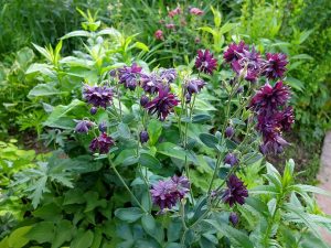 Аквилегии фиолетовая Барлоу в цветнике © Blumgarden.ru