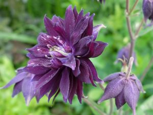 Аквилегия Фиолетовая Барлоу, водосбор (Aquilegia Vulgaris ‘Black Barlow’)