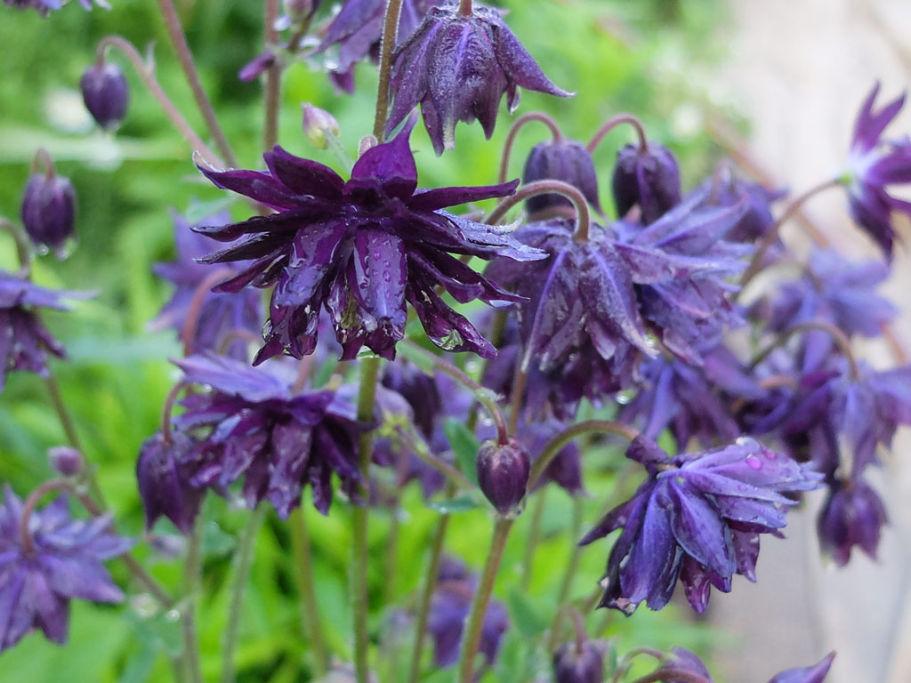 Аквилегия фиолетовая Барлоу, водосбор (Aquilegia violet Barlow)