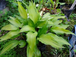Хоста Eye Of The Dragon саженец в горшке © Blumgarden.ru